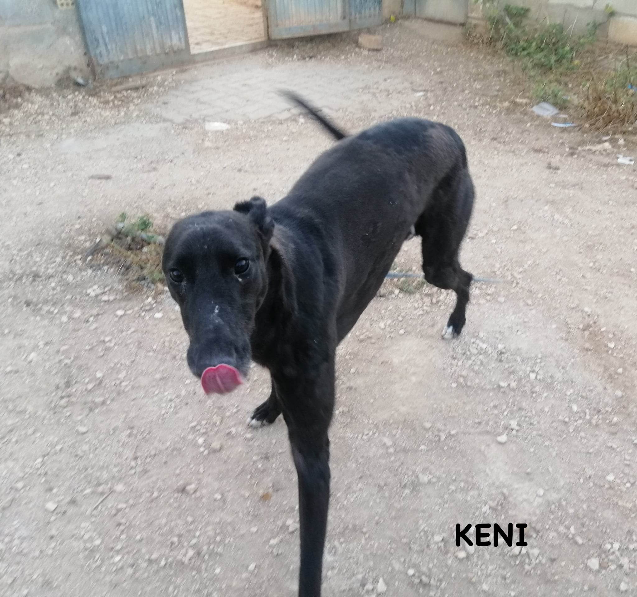 Keni