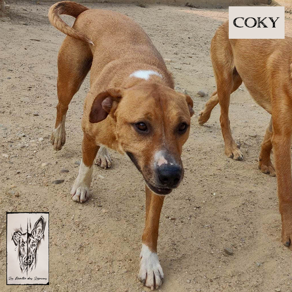 Coky