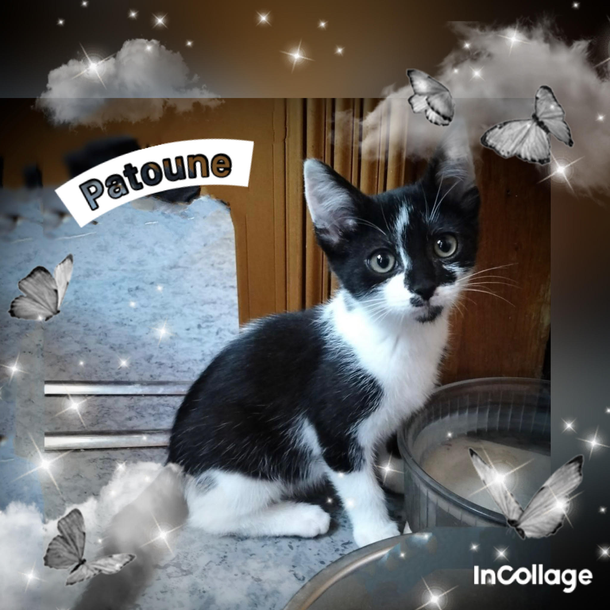 Patoune