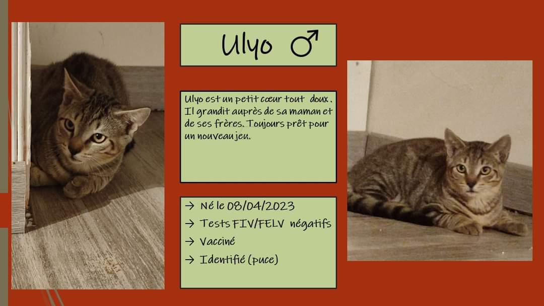 Ulyo