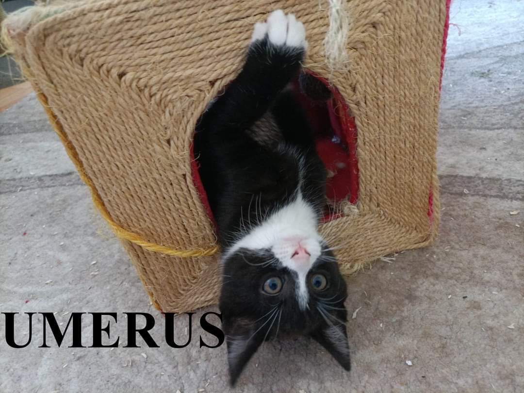 Umérus