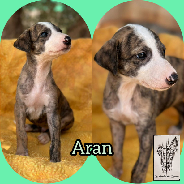  aran
