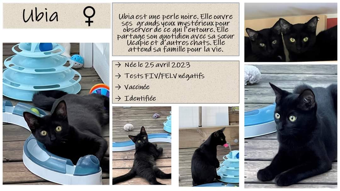 Ubia