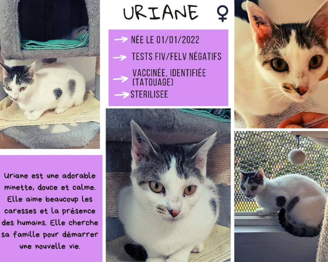 Uriane