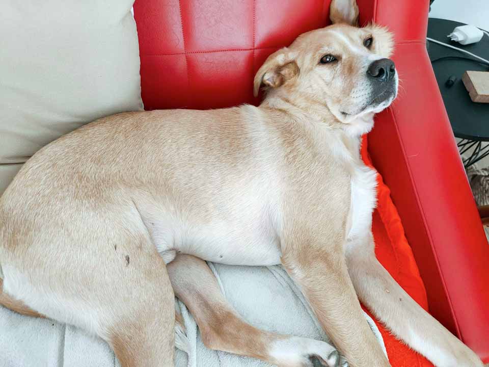 Mascotte