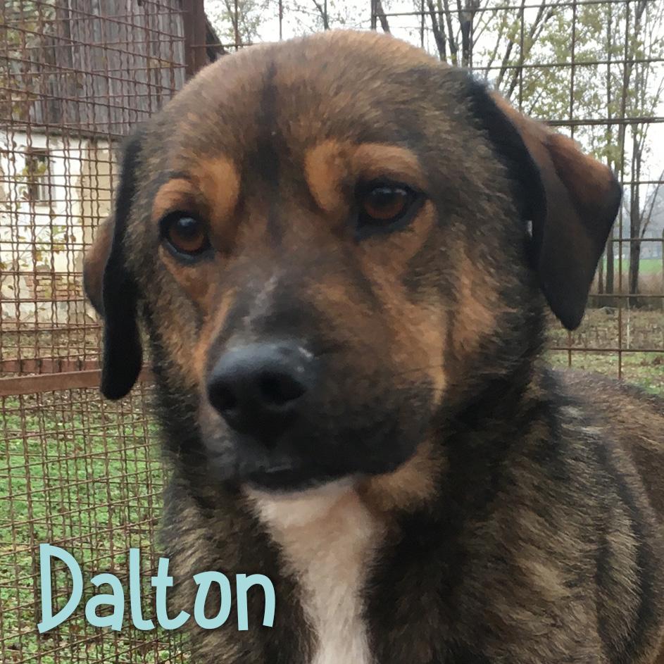 Dalton