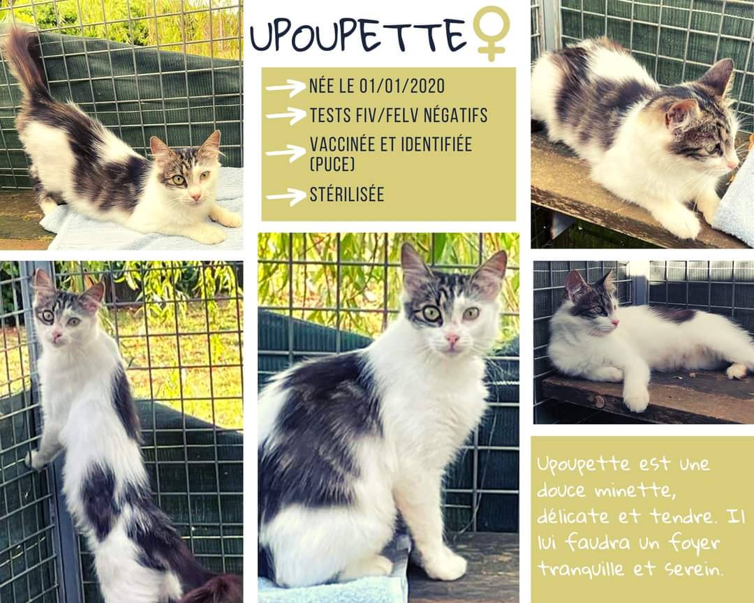 Upoupette