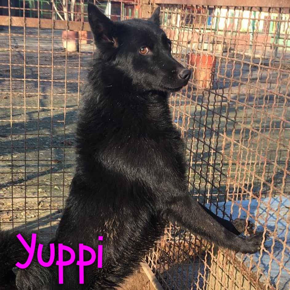Yuppi