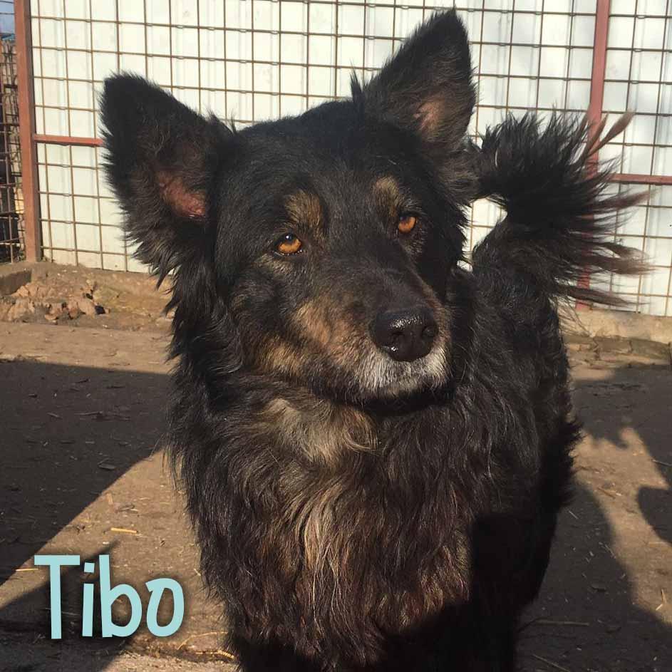 Tibo