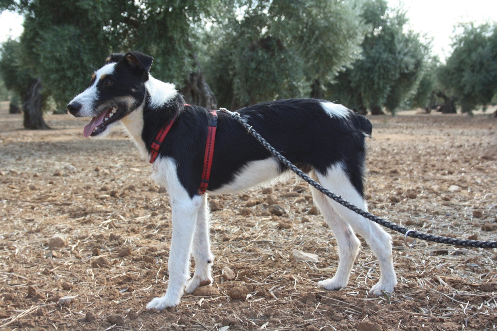 Bayron