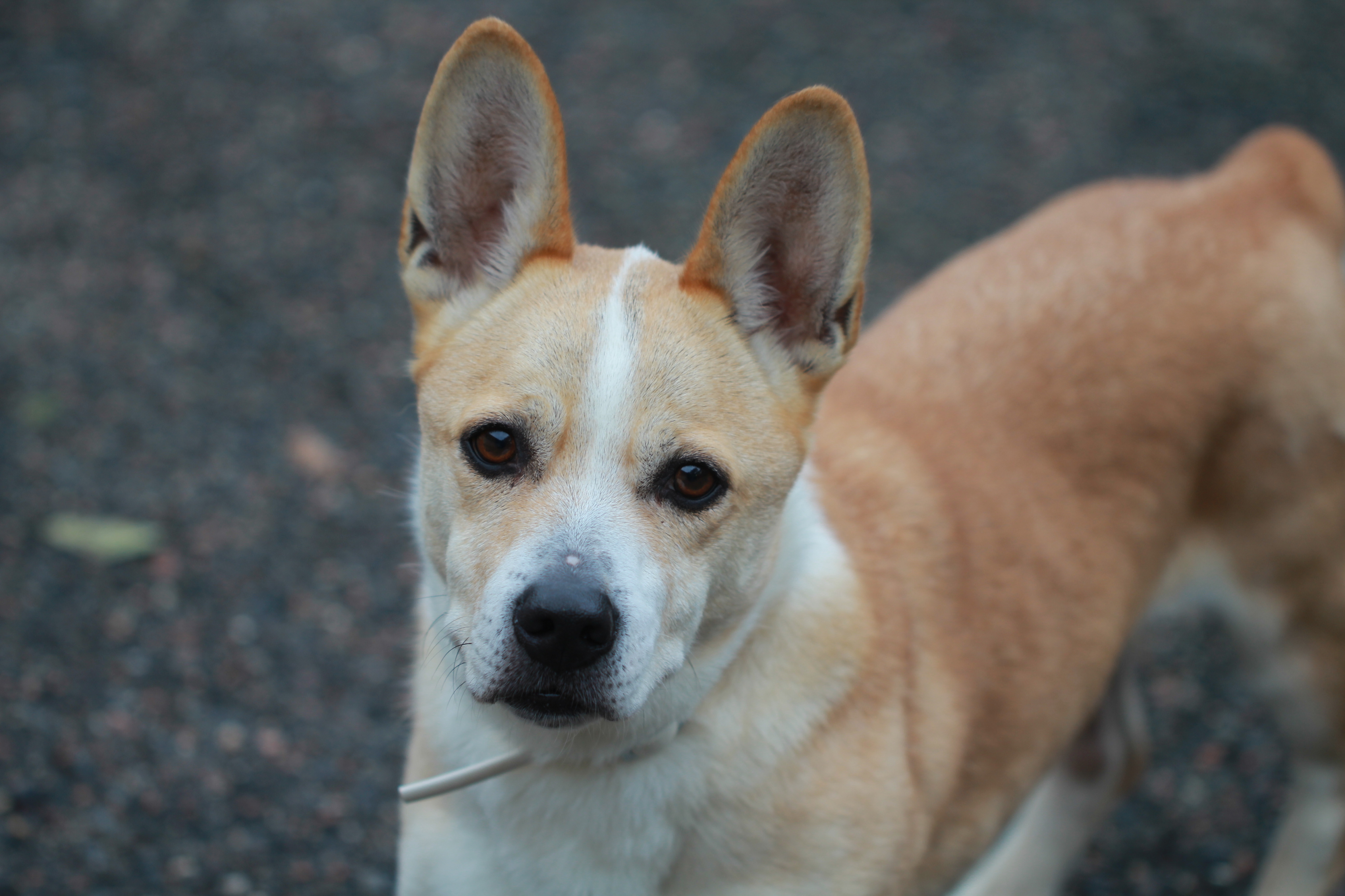 Max
