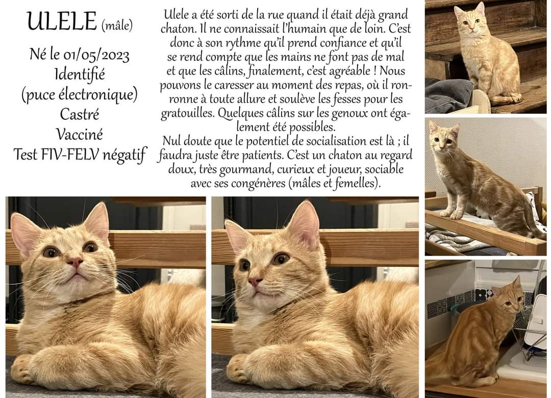 Ulele
