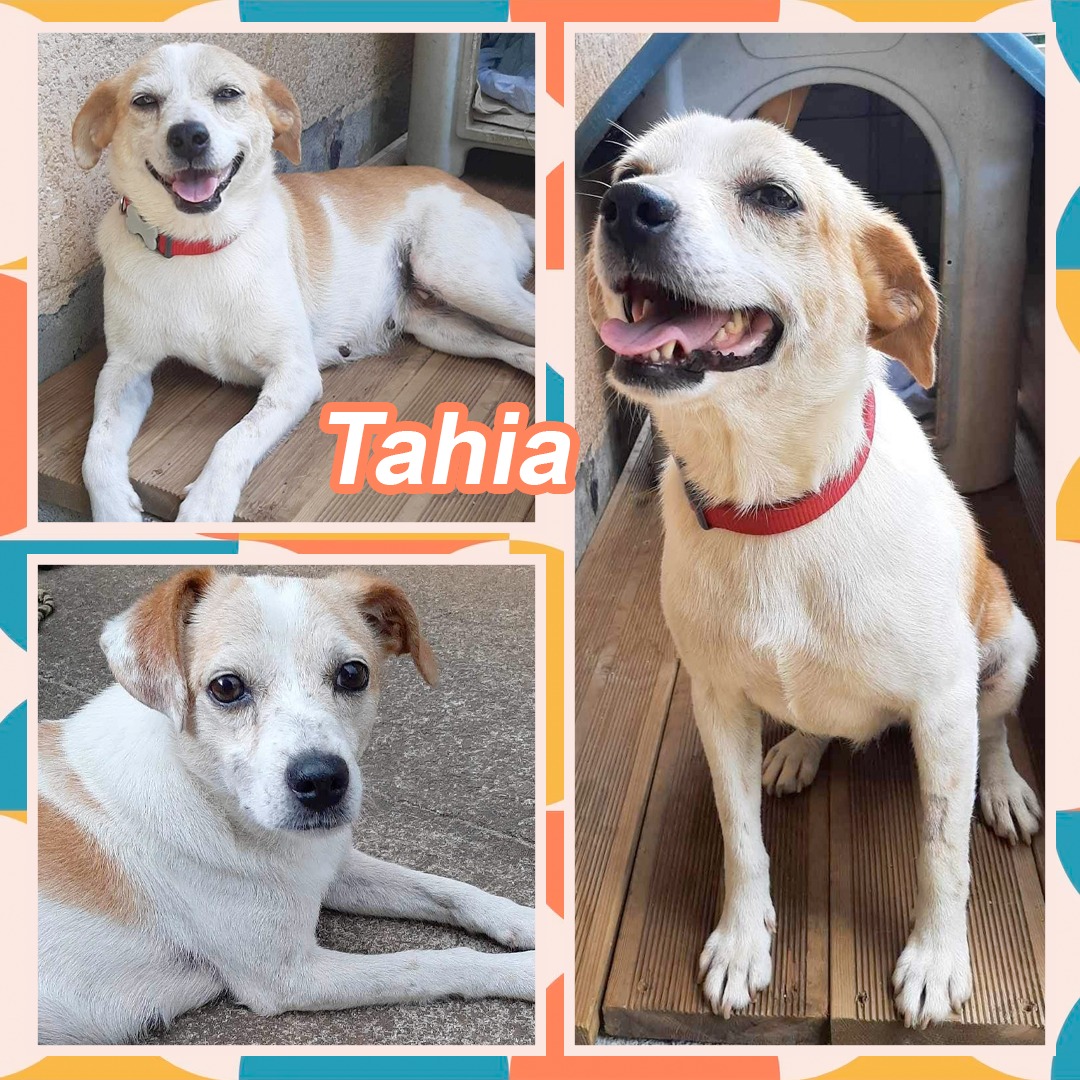 Tahia