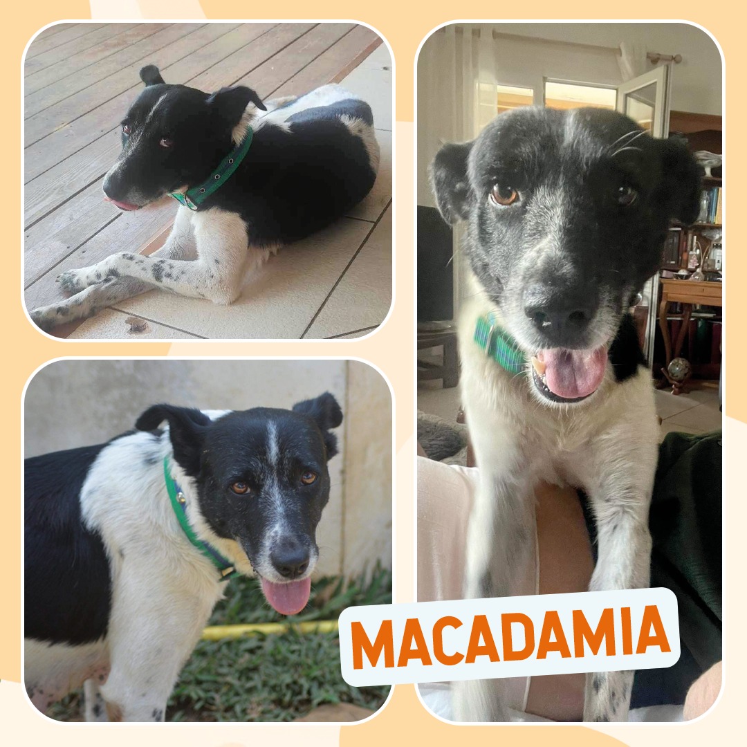 Macadamia
