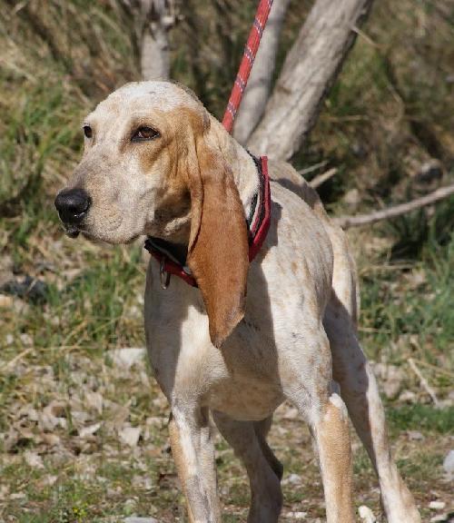 ULINA