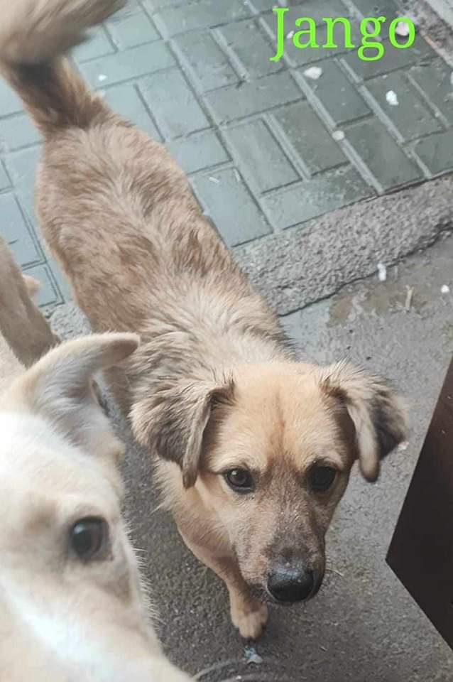 Jango