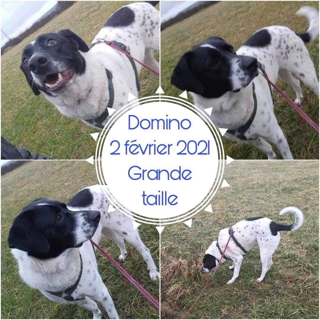 Domino