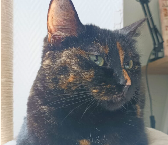 Bella 