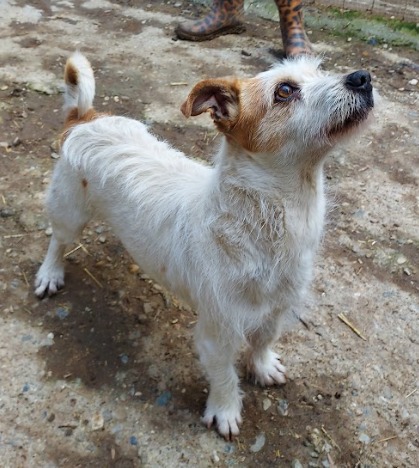 Milou