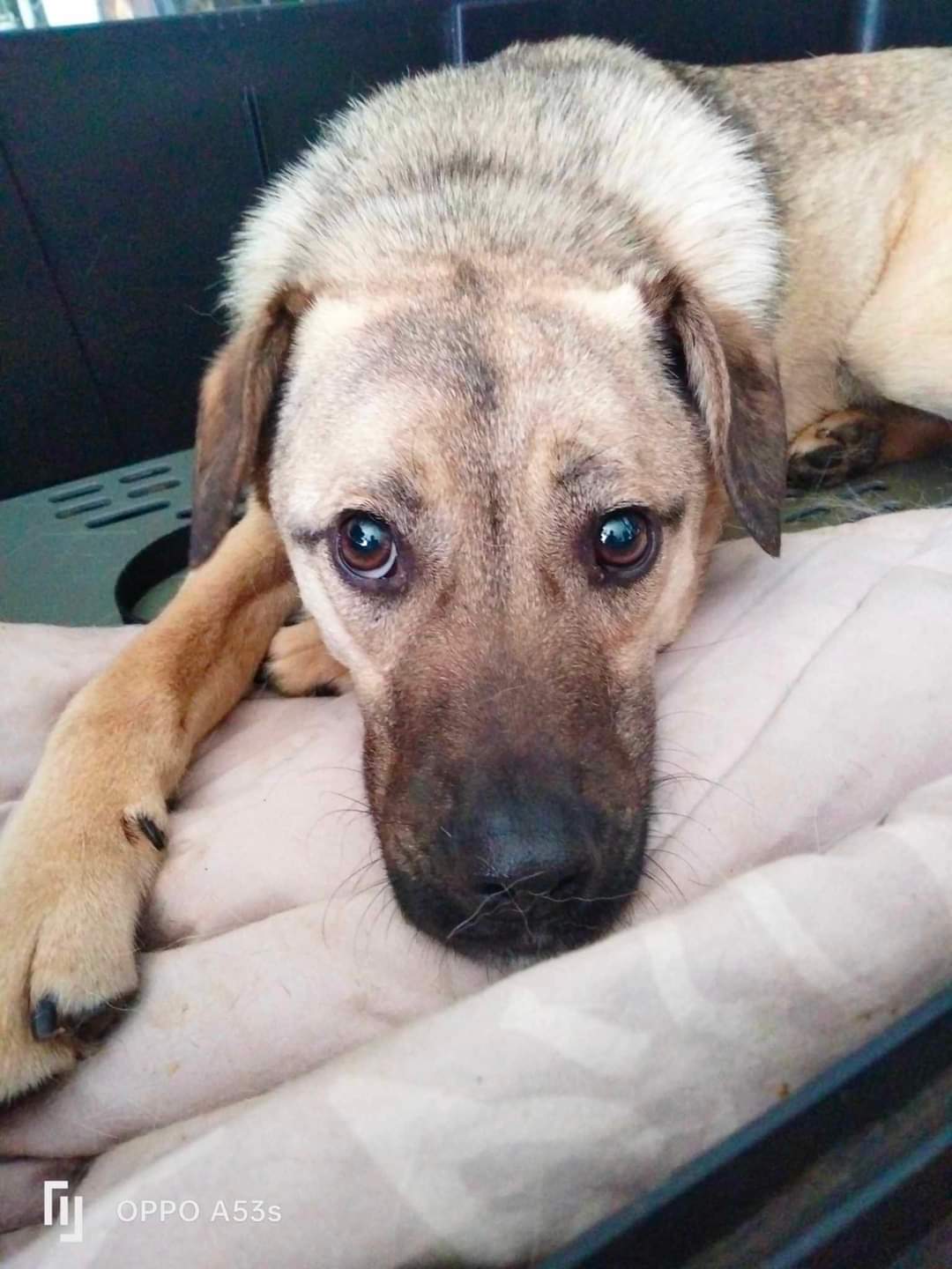 OLAF