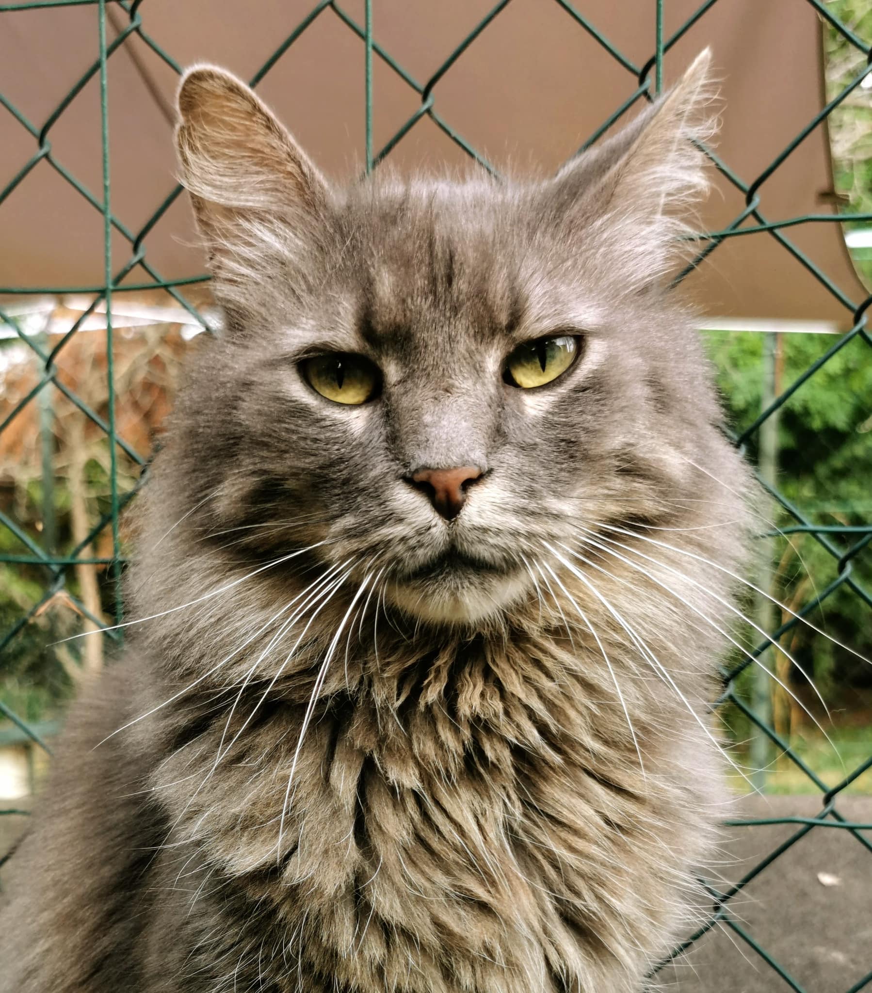 Fergus