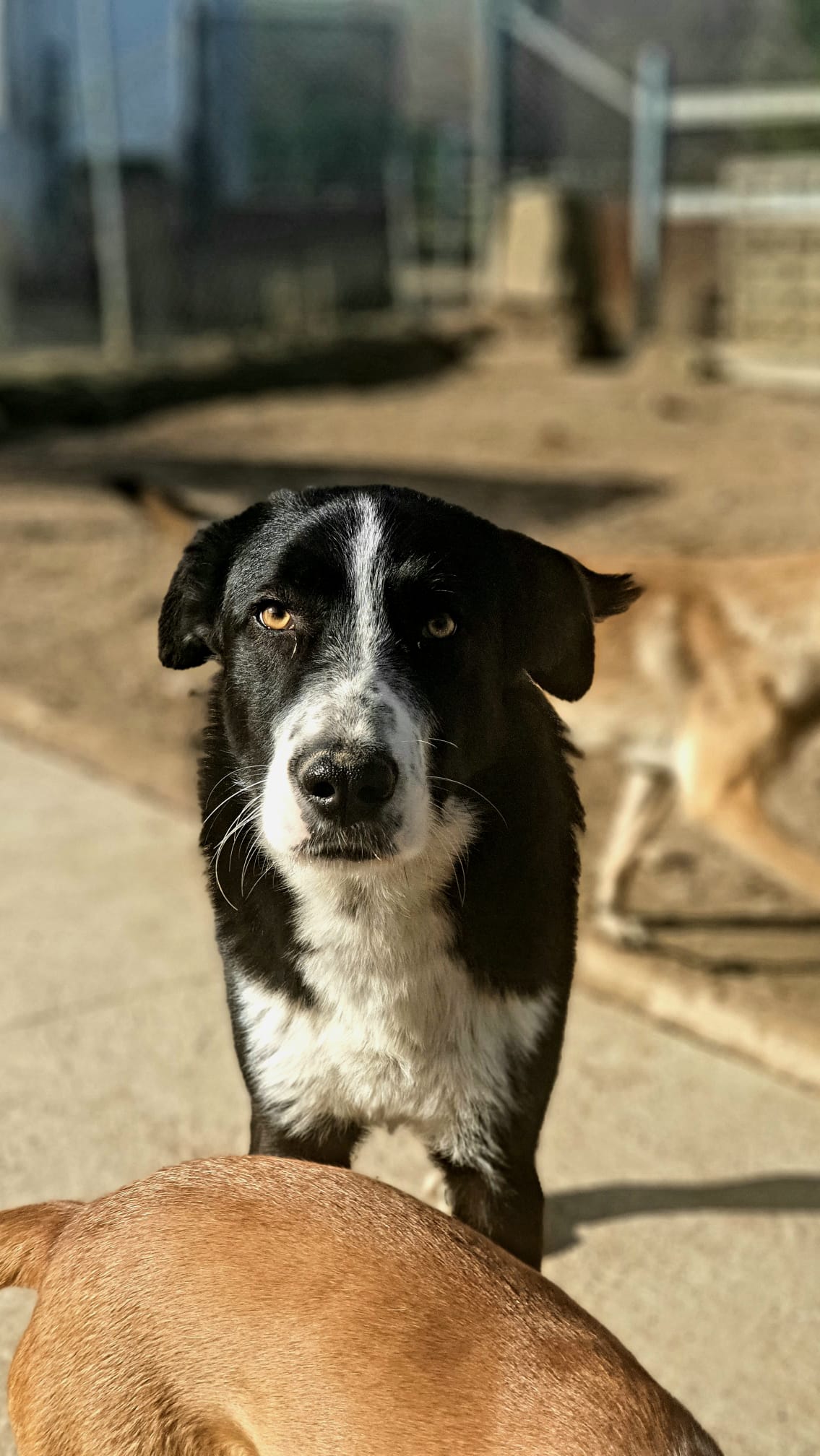 REY