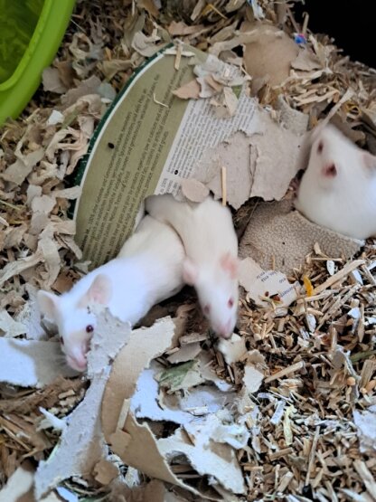 Nikita, Leeloo, Lucy, Sélénia