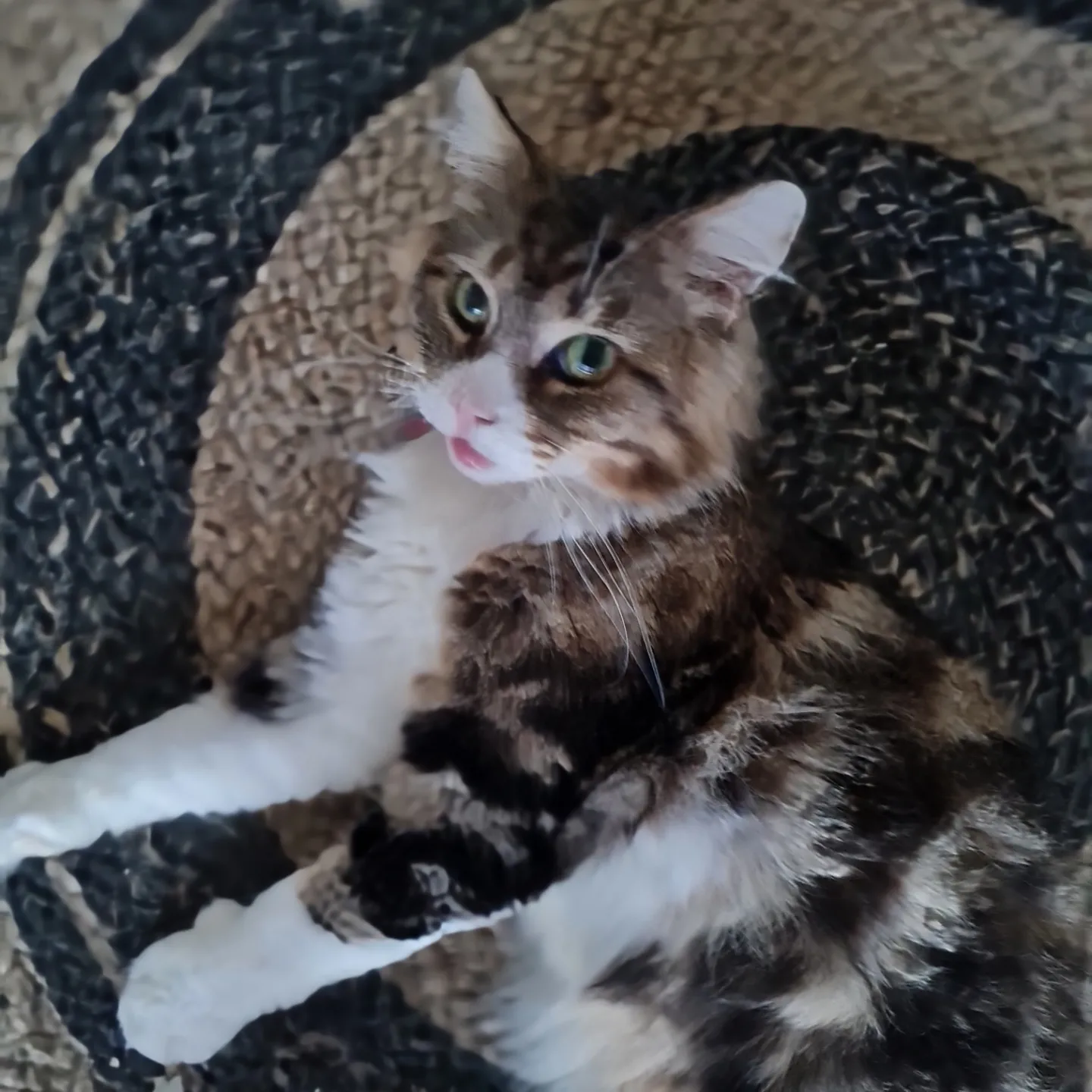 Pumba