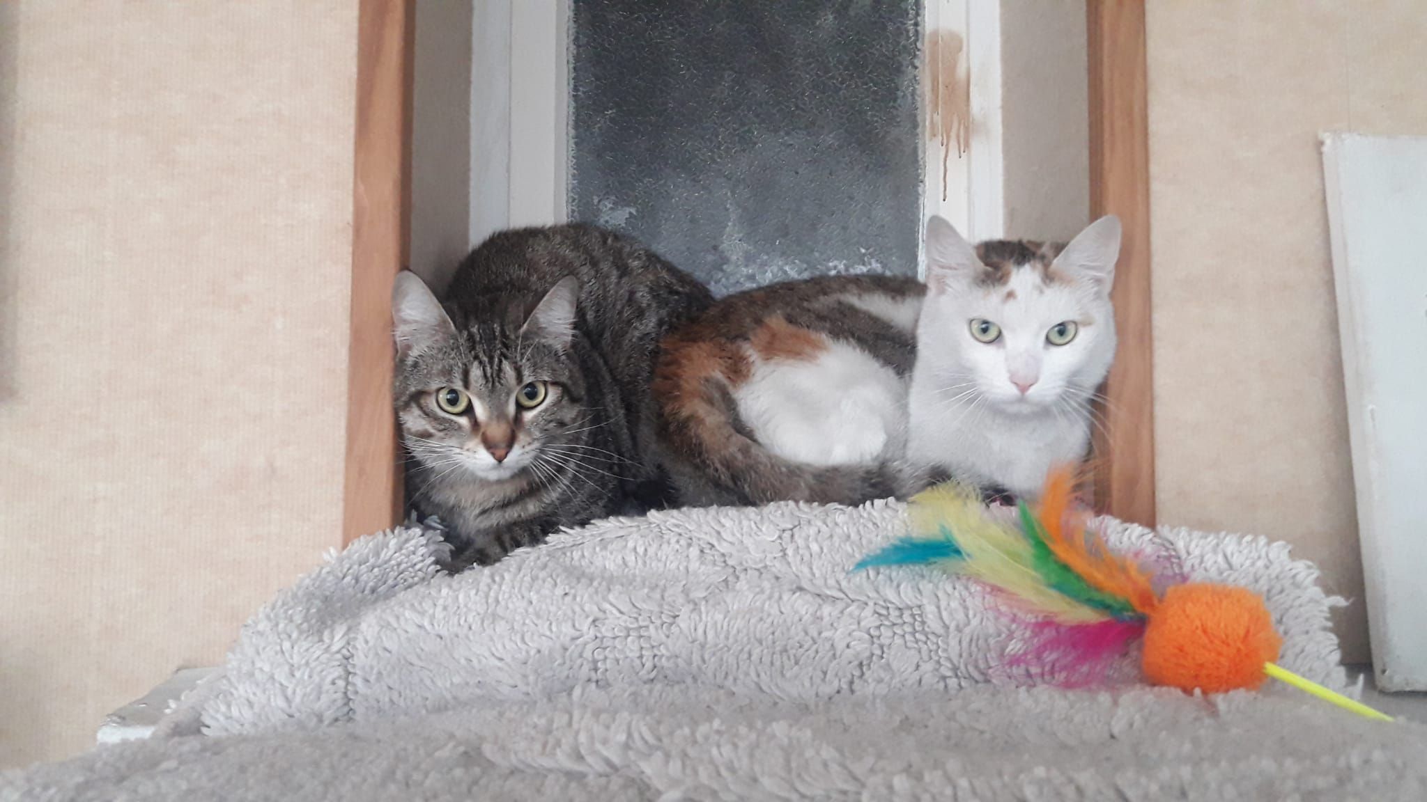 Lutti et Krema