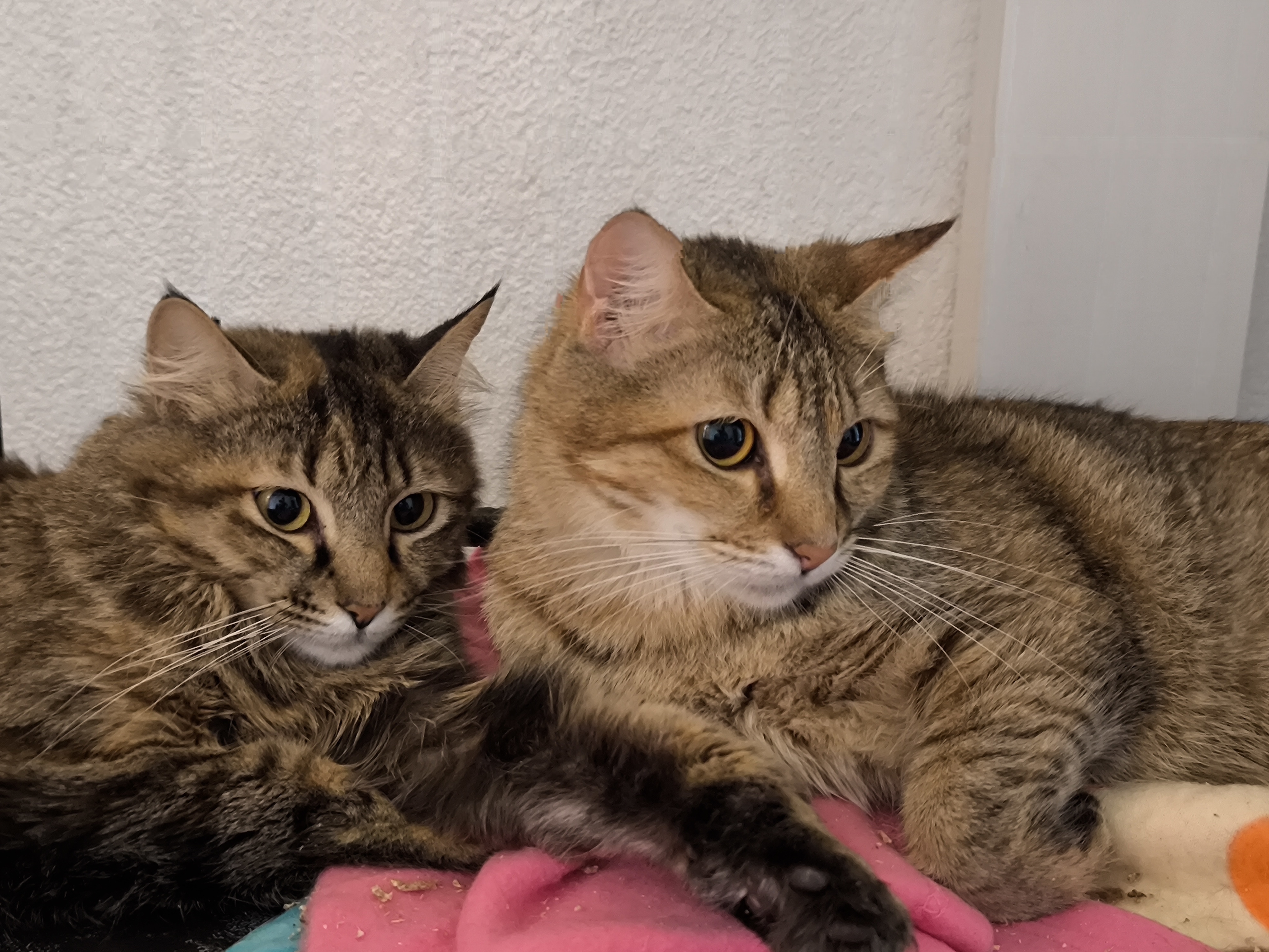 Betty et Fanny