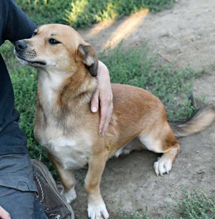 Angelo