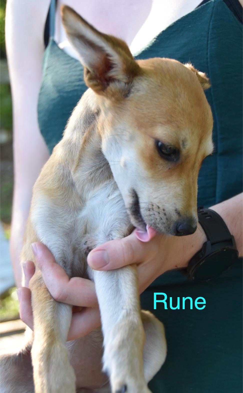 RUNE (visible à Paris dans sa famille d'accueil)