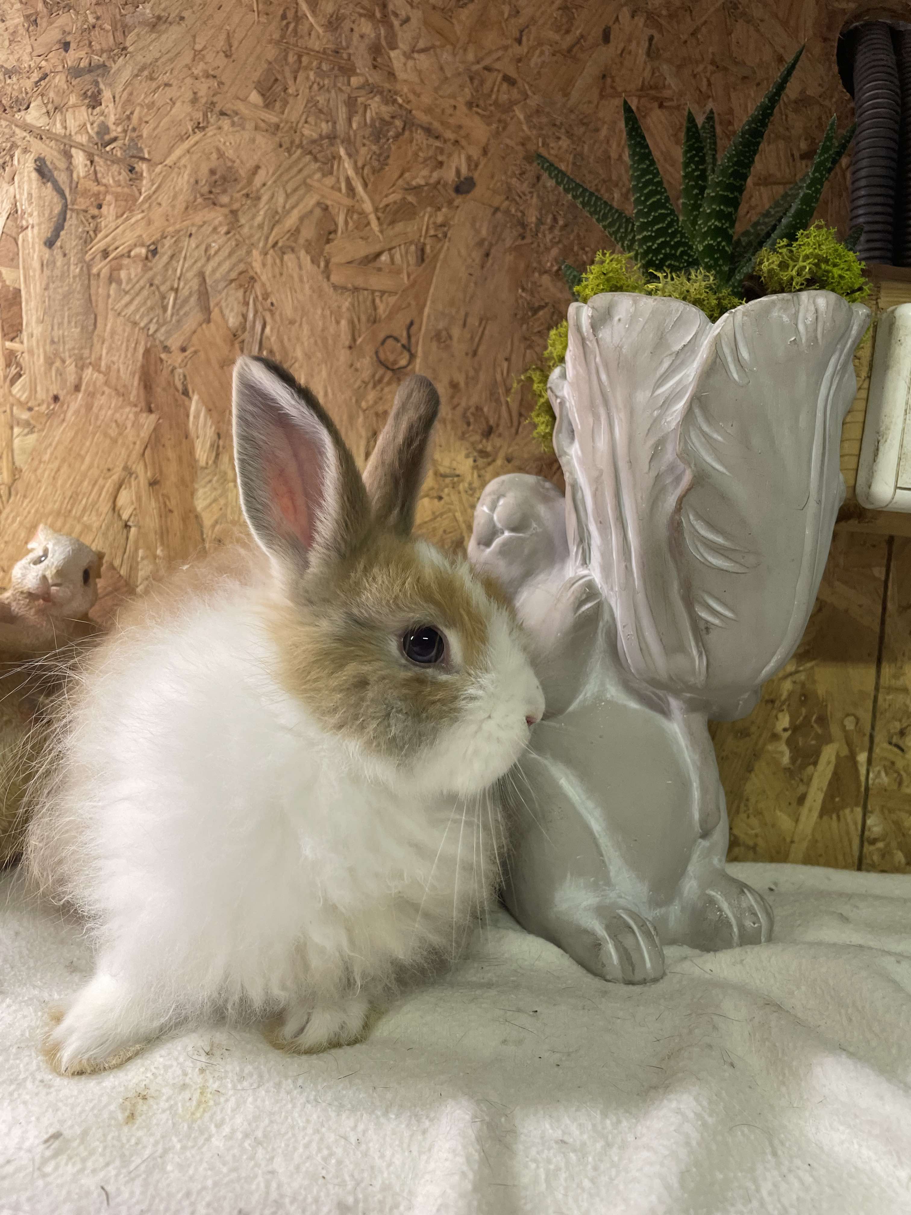 PRALINE