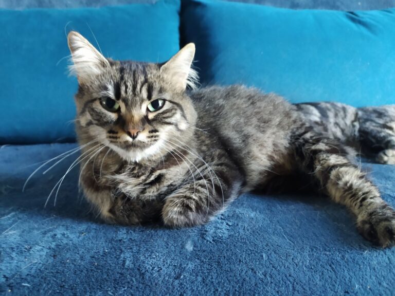 TOLGA