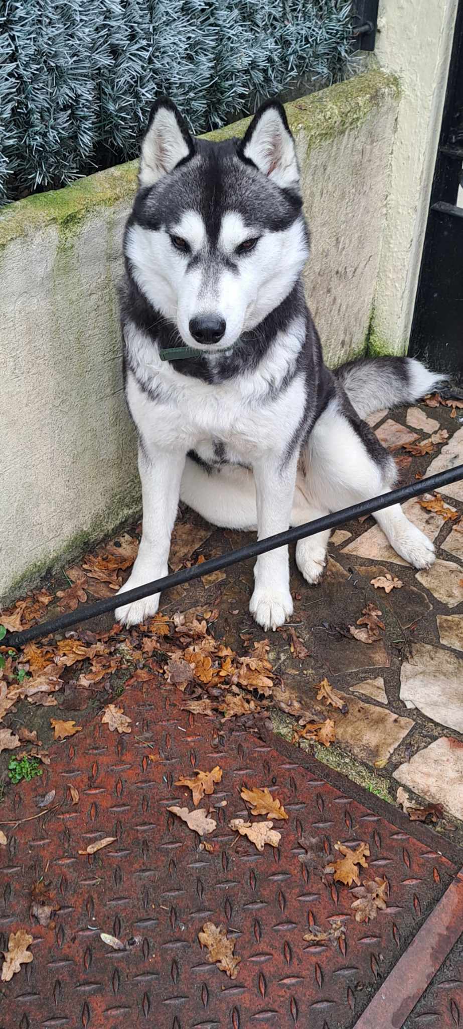 BELLE