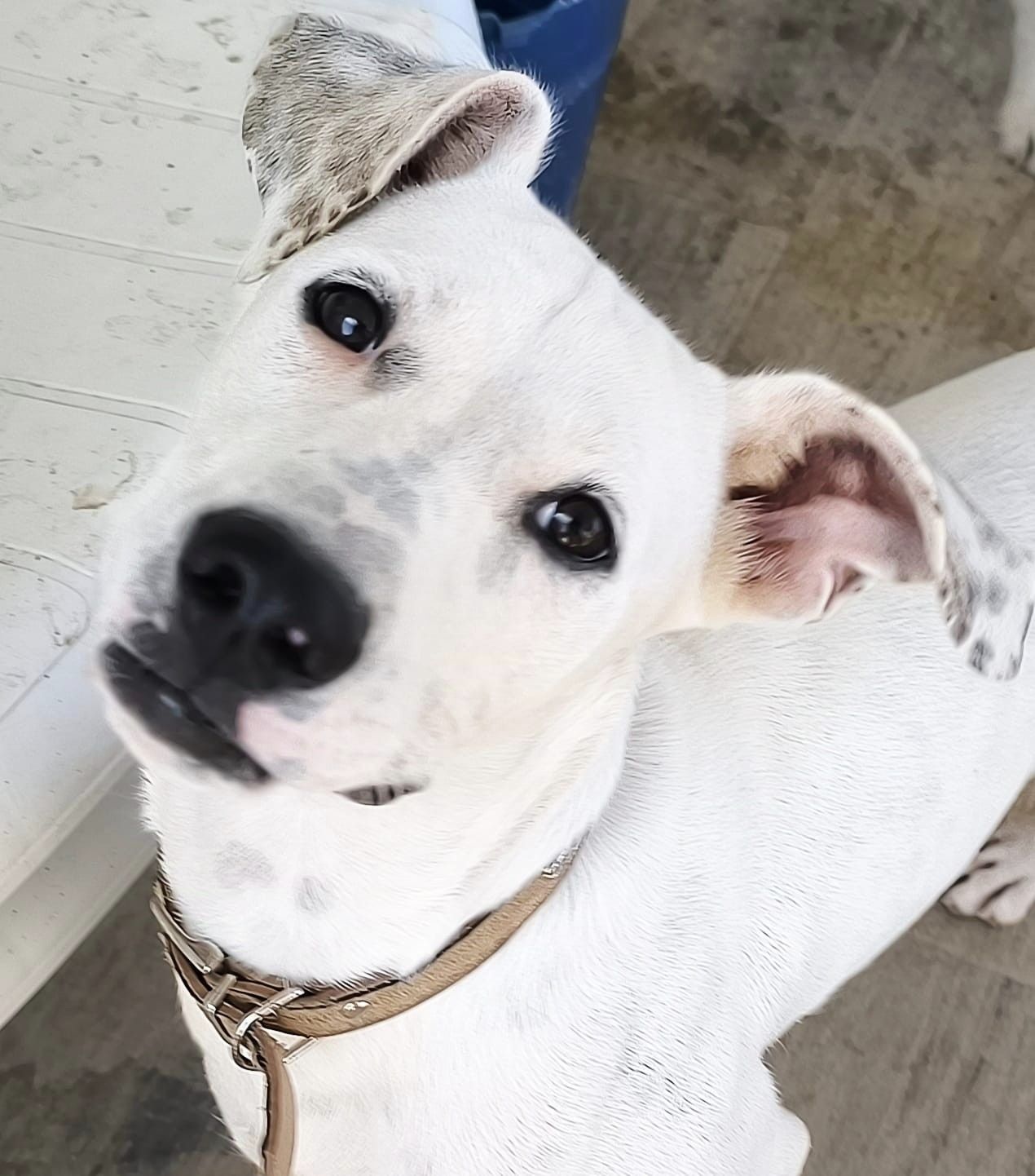 PANCHITO