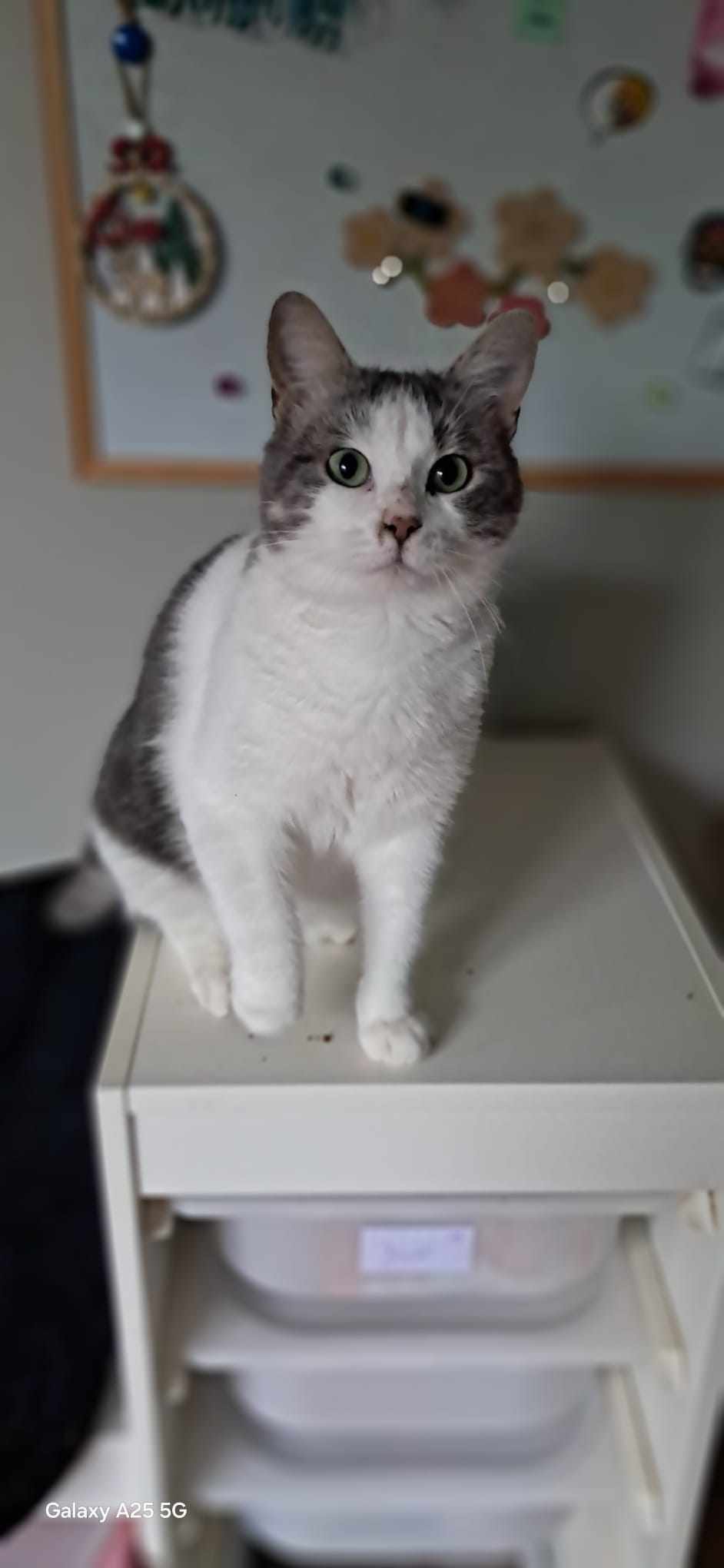 COOKIE