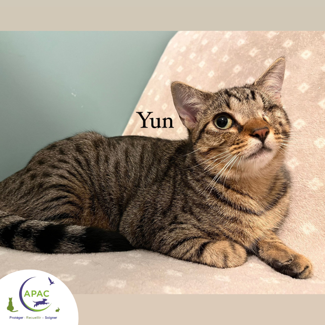 Yun