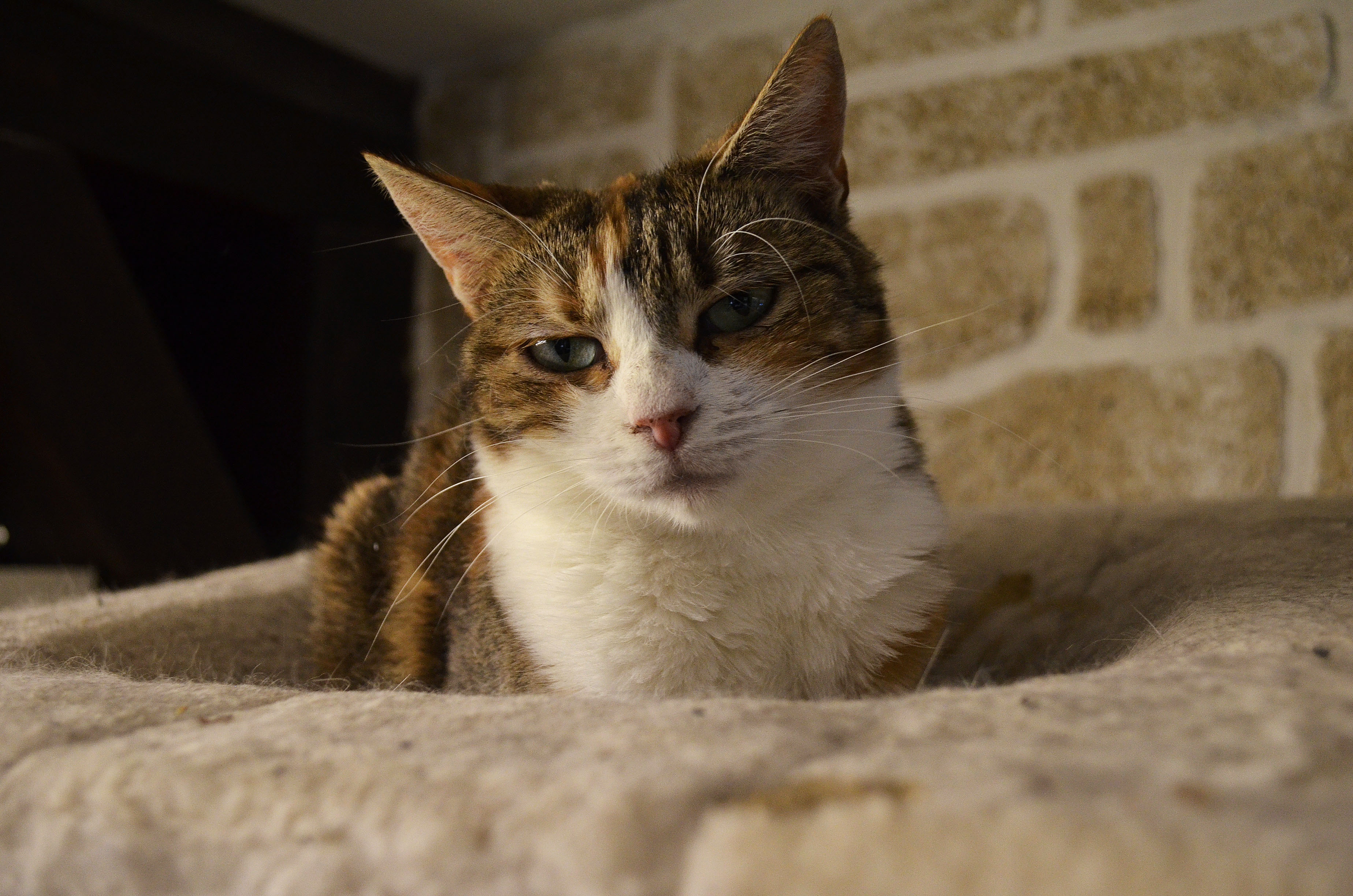 TEBELLE