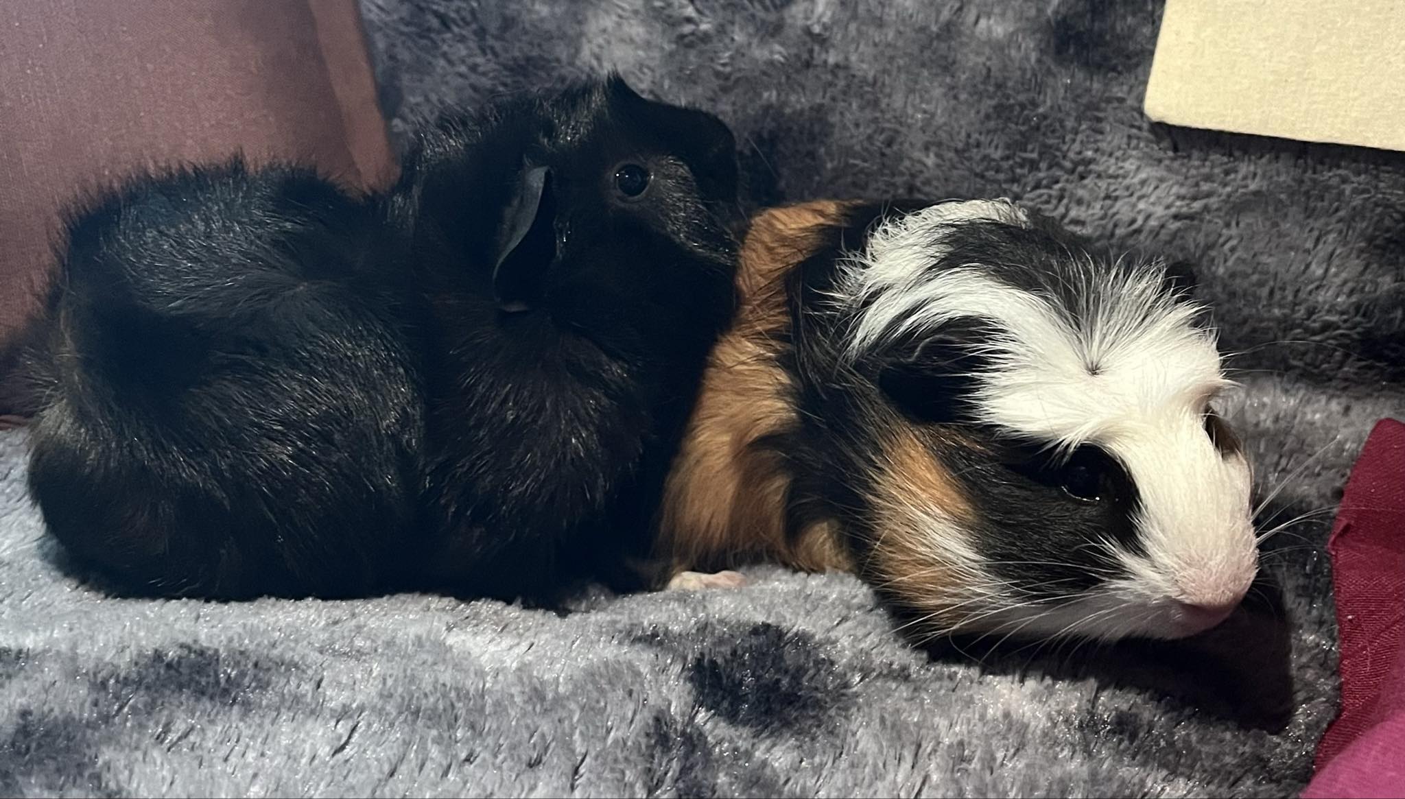 Dragibus et Réglisse cochon d'Inde
