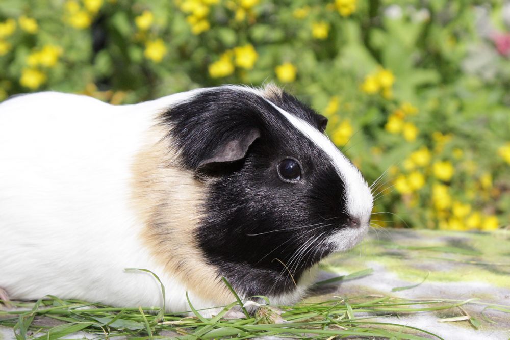Pirouette cochon d'Inde