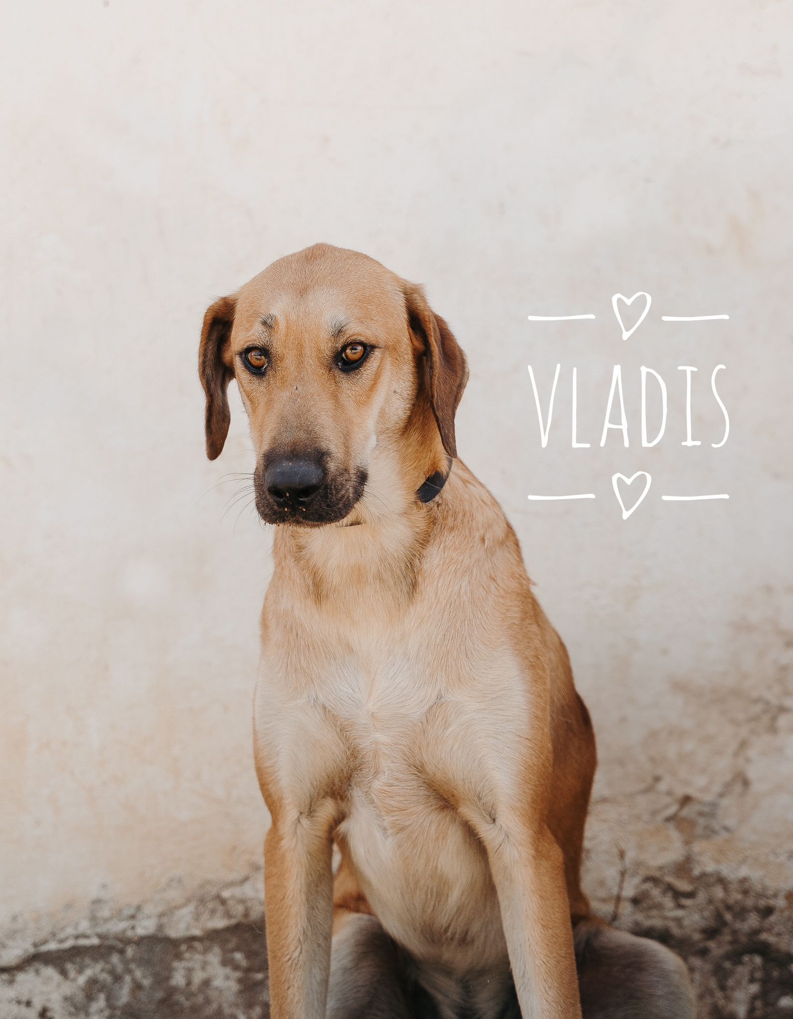 VLADIS