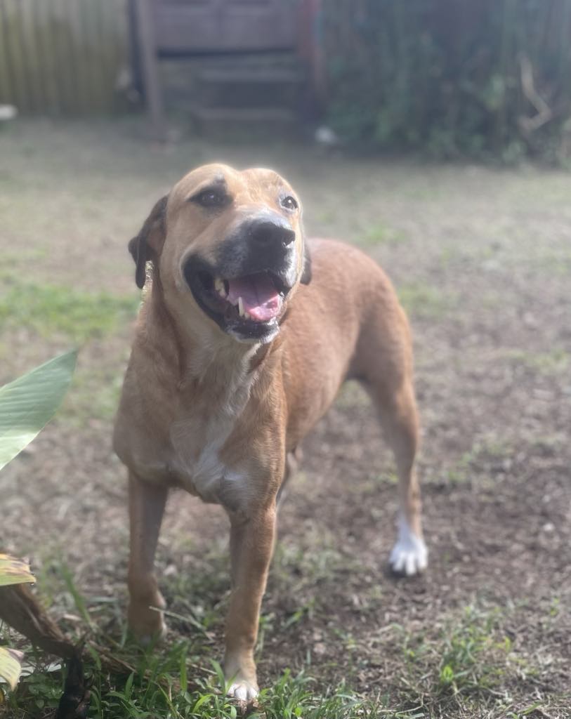 Bella, chien femelle Croisée Créole NON-LOF