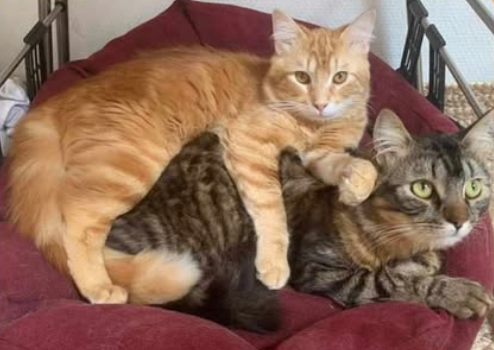 Loki et Kovu