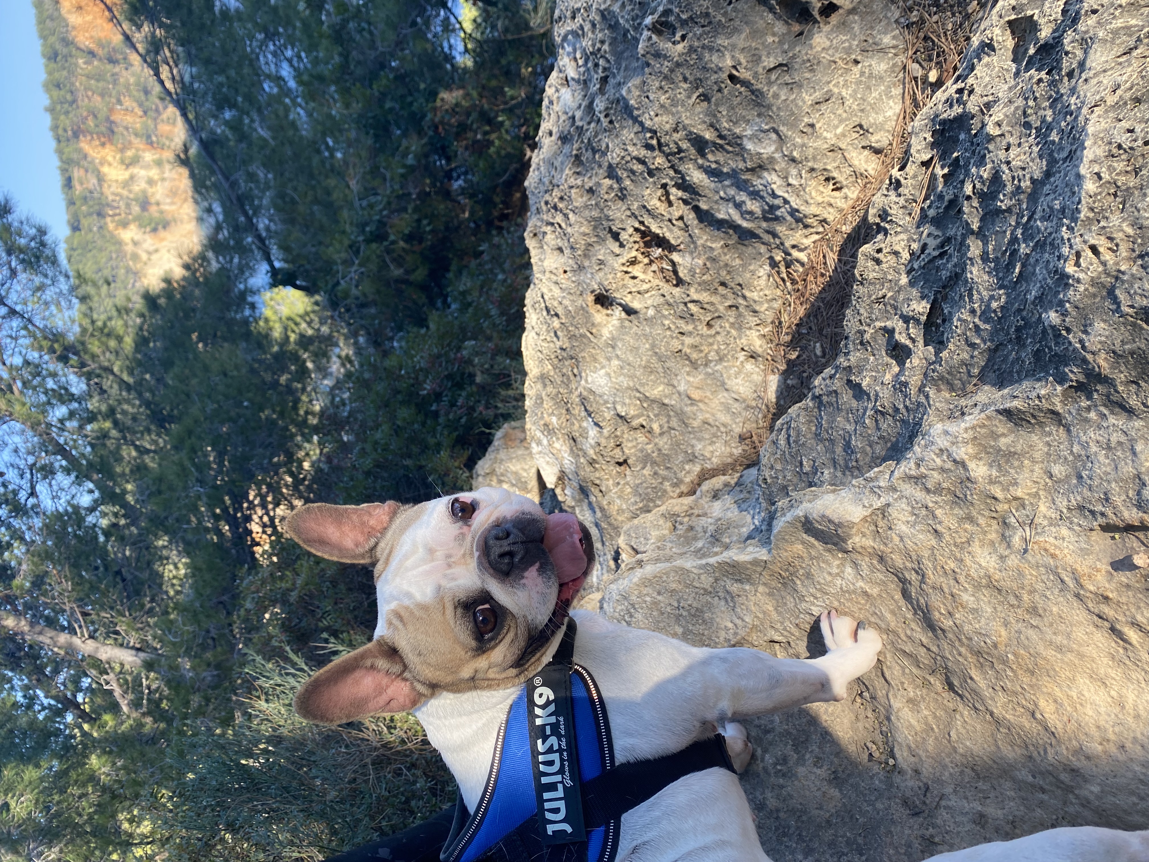 Nala 
