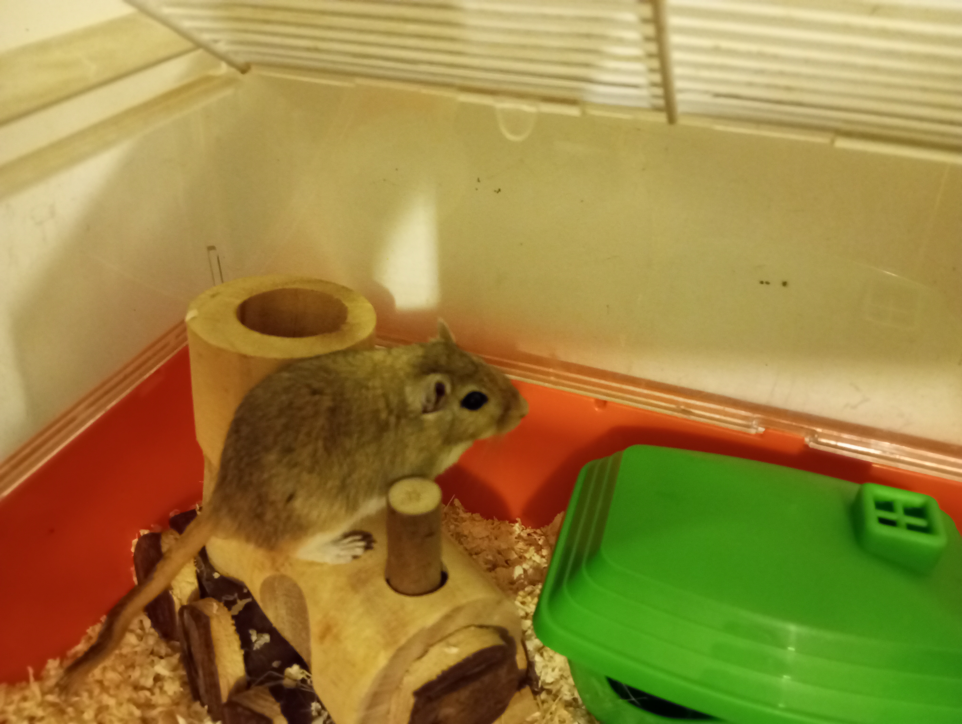 Bibi 