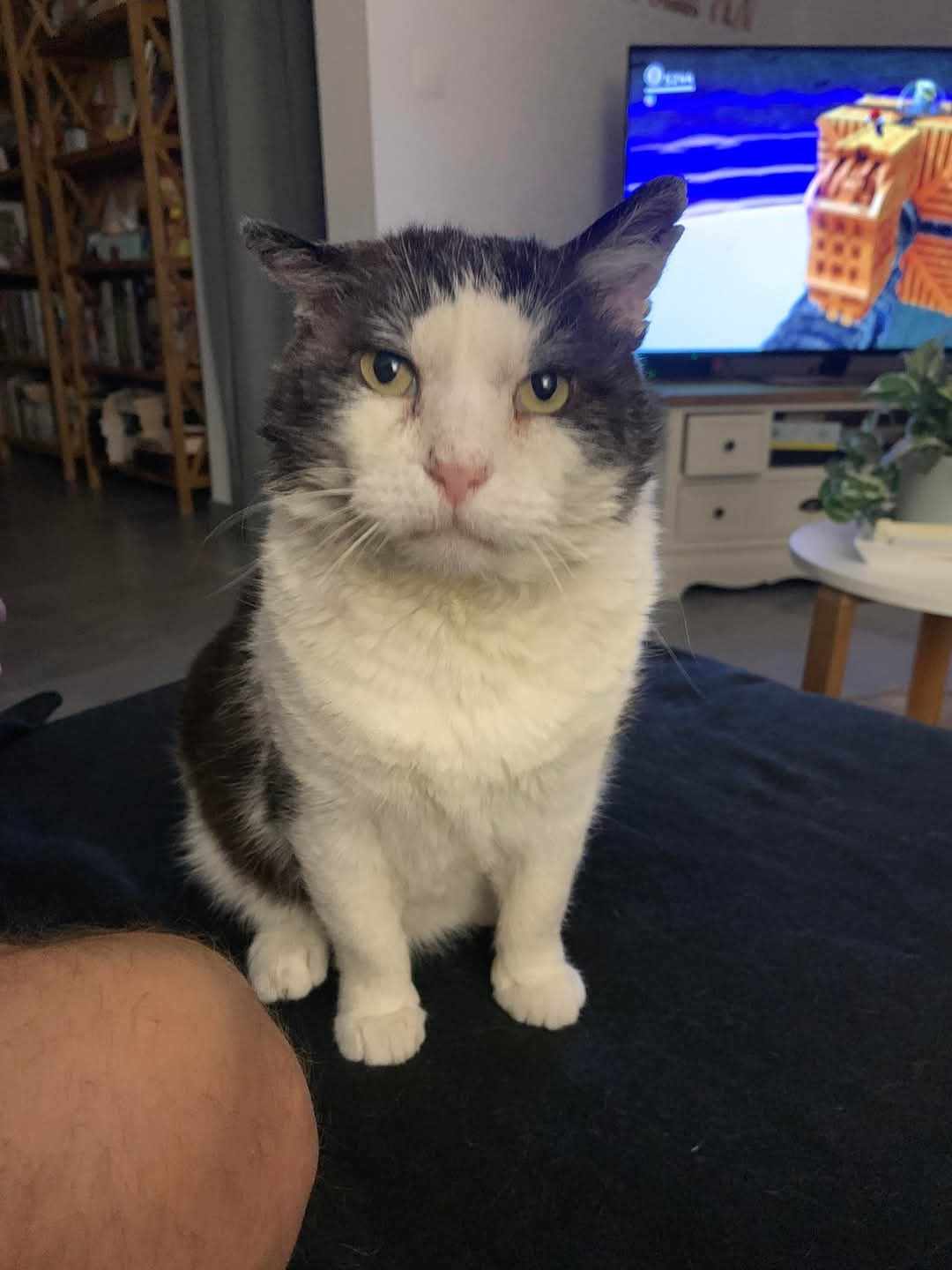 Grosminet