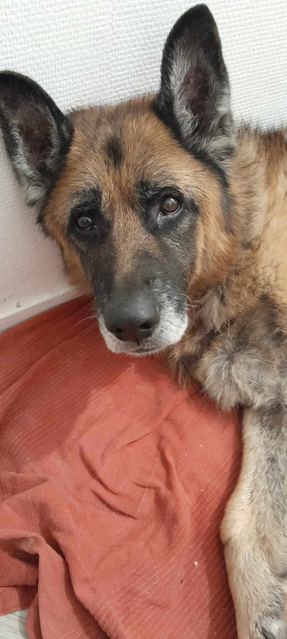 Jango