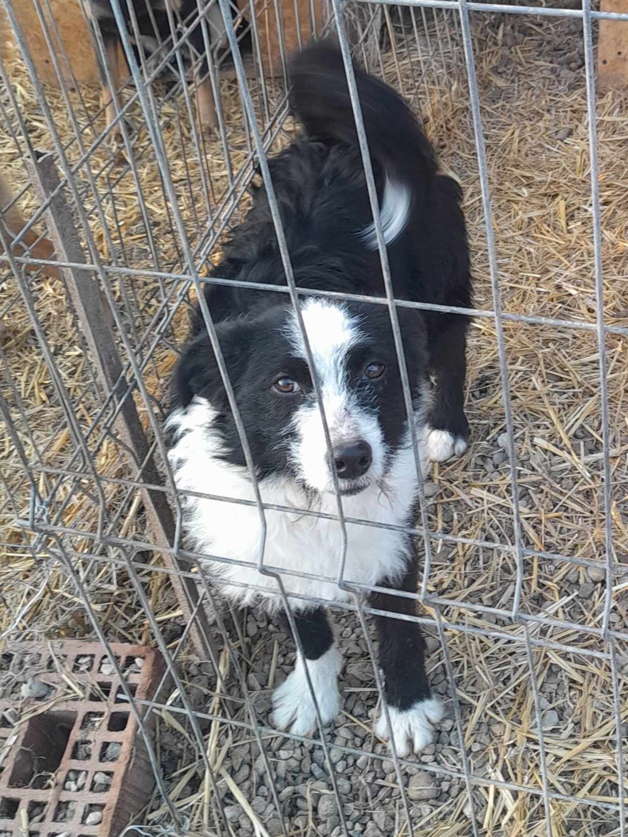 Domino