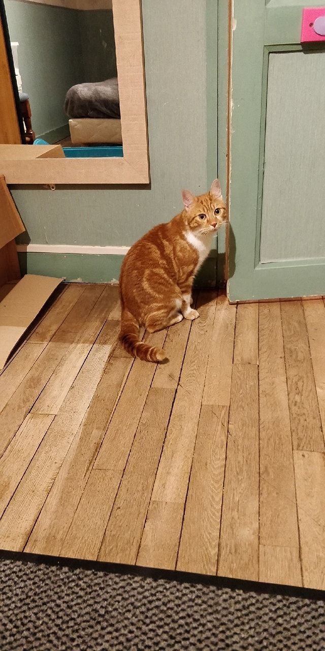 GARFIELD